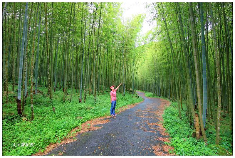 南投步道、夏天避暑、溪頭步道、溪頭私房景點、溪頭避暑登山、溪頭景點、延溪竹林步道、米堤百年秘徑、溪頭山、竹崙山、志騰山、快活林、忘憂森林