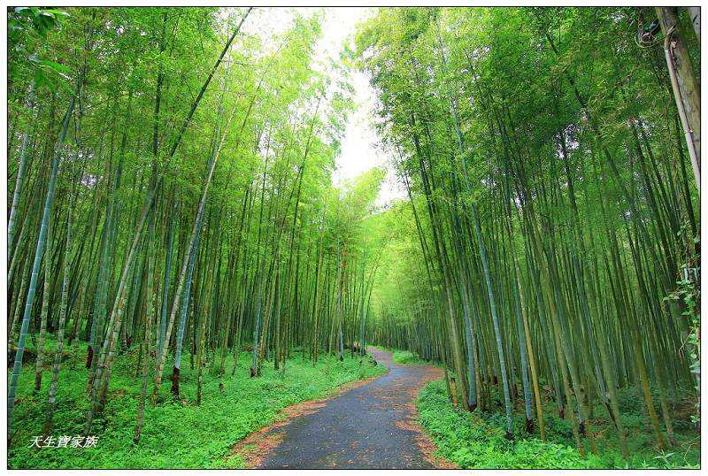 南投步道、夏天避暑、溪頭步道、溪頭私房景點、溪頭避暑登山、溪頭景點、延溪竹林步道、米堤百年秘徑、溪頭山、竹崙山、志騰山、快活林、忘憂森林