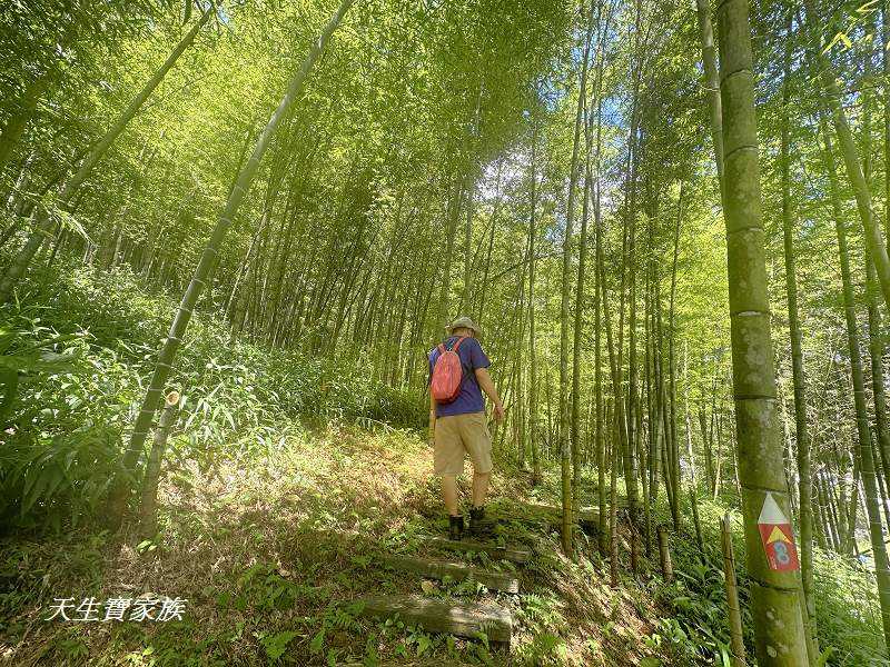 南投景點、溪頭步道、溪頭私房景點、和雅挑竹古道4號-新坪步道、挑竹古道4號、新坪步道、和雅挑竹古道7號、和雅挑竹古道、鹿谷挑竹古道、