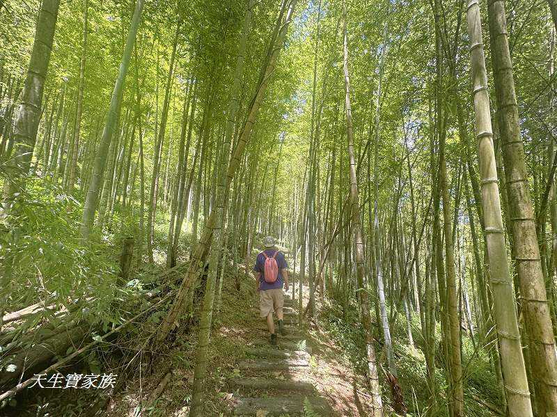 南投景點、溪頭步道、溪頭私房景點、和雅挑竹古道4號-新坪步道、挑竹古道4號、新坪步道、和雅挑竹古道7號、和雅挑竹古道、鹿谷挑竹古道、