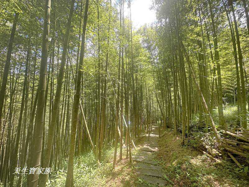 南投景點、溪頭步道、溪頭私房景點、和雅挑竹古道4號-新坪步道、挑竹古道4號、新坪步道、和雅挑竹古道7號、和雅挑竹古道、鹿谷挑竹古道、