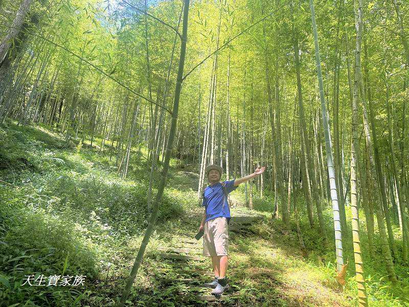 南投景點、溪頭步道、溪頭私房景點、和雅挑竹古道4號-新坪步道、挑竹古道4號、新坪步道、和雅挑竹古道7號、和雅挑竹古道、鹿谷挑竹古道、