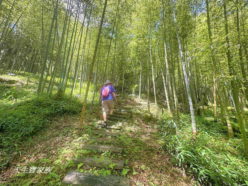 南投景點、溪頭步道、溪頭私房景點、和雅挑竹古道4號-新坪步道、挑竹古道4號、新坪步道、和雅挑竹古道7號、和雅挑竹古道、鹿谷挑竹古道、