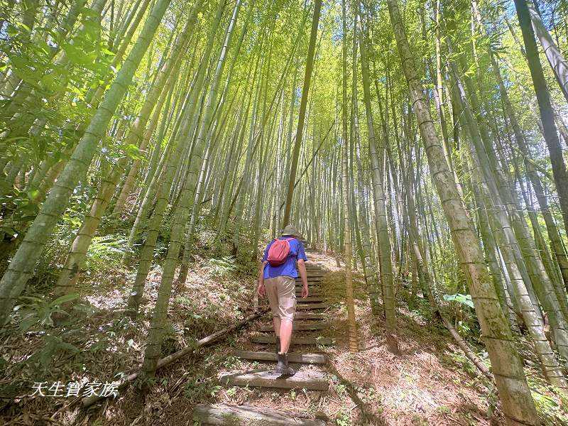 南投景點、溪頭步道、溪頭私房景點、和雅挑竹古道4號-新坪步道、挑竹古道4號、新坪步道、和雅挑竹古道7號、和雅挑竹古道、鹿谷挑竹古道、