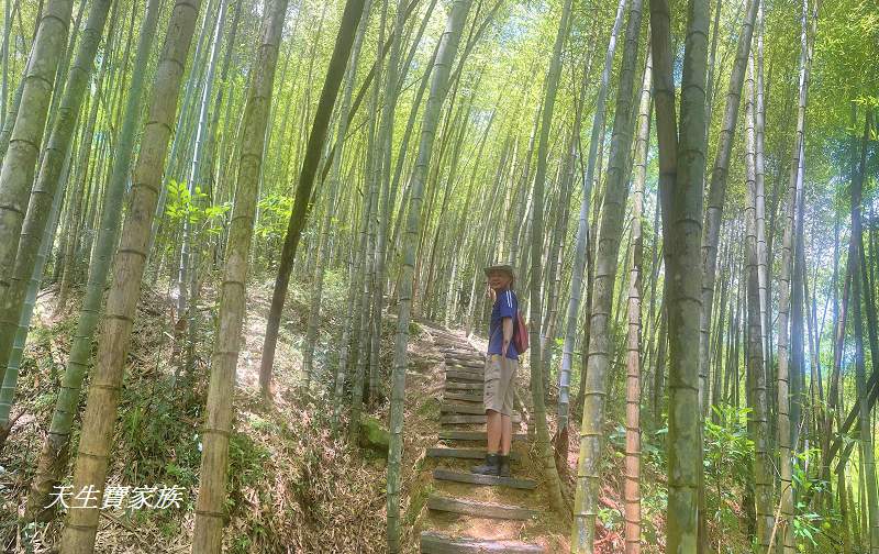 南投景點、溪頭步道、溪頭私房景點、和雅挑竹古道4號-新坪步道、挑竹古道4號、新坪步道、和雅挑竹古道7號、和雅挑竹古道、鹿谷挑竹古道、