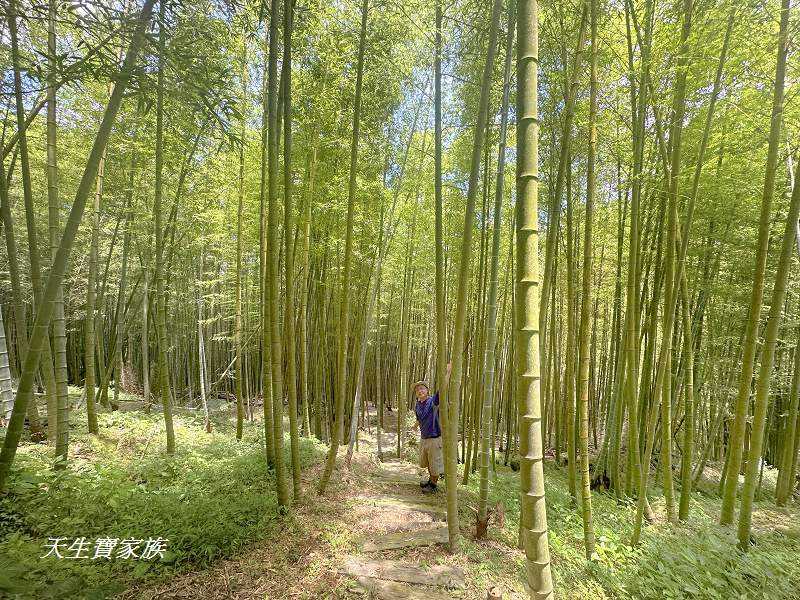 南投景點、溪頭步道、溪頭私房景點、和雅挑竹古道4號-新坪步道、挑竹古道4號、新坪步道、和雅挑竹古道7號、和雅挑竹古道、鹿谷挑竹古道、