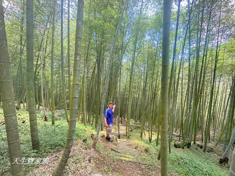 南投景點、溪頭步道、溪頭私房景點、和雅挑竹古道4號-新坪步道、挑竹古道4號、新坪步道、和雅挑竹古道7號、和雅挑竹古道、鹿谷挑竹古道、