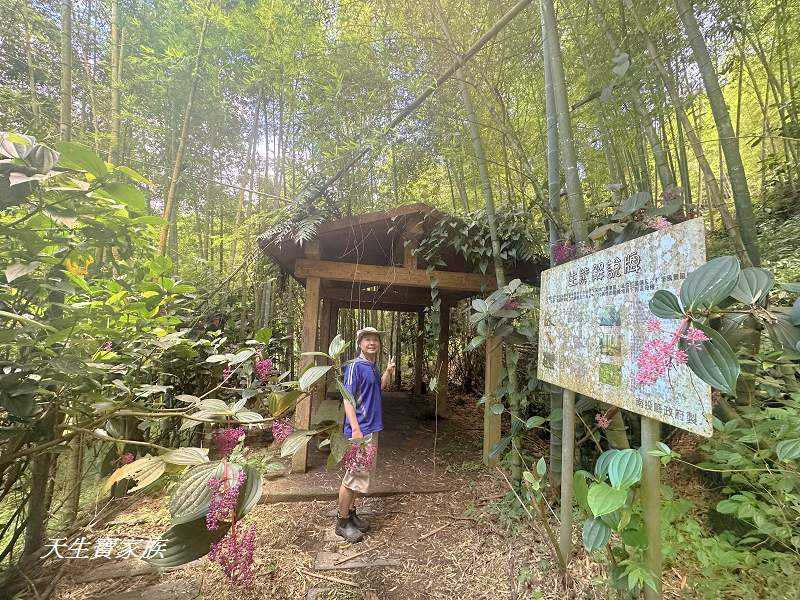 南投景點、溪頭步道、溪頭私房景點、和雅挑竹古道4號-新坪步道、挑竹古道4號、新坪步道、和雅挑竹古道7號、和雅挑竹古道、鹿谷挑竹古道、