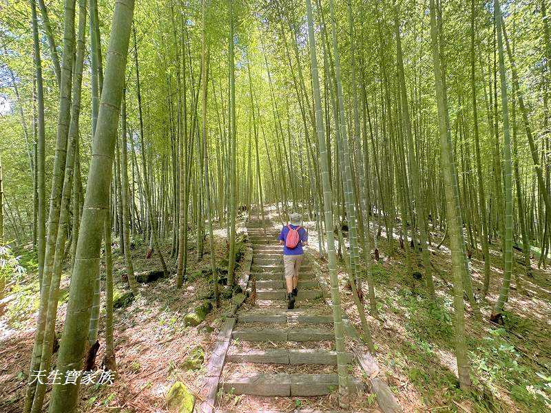 南投景點、鹿谷、溪頭景點、挑竹古道5號、鶴山步道、挑竹古道、鶴山步道登山口、和雅挑竹古道5號、溪頭步道