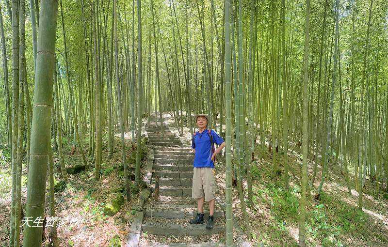 南投景點、鹿谷、溪頭景點、挑竹古道5號、鶴山步道、挑竹古道、鶴山步道登山口、和雅挑竹古道5號、溪頭步道