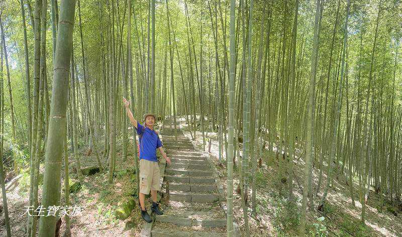 南投景點、鹿谷、溪頭景點、挑竹古道5號、鶴山步道、挑竹古道、鶴山步道登山口、和雅挑竹古道5號、溪頭步道