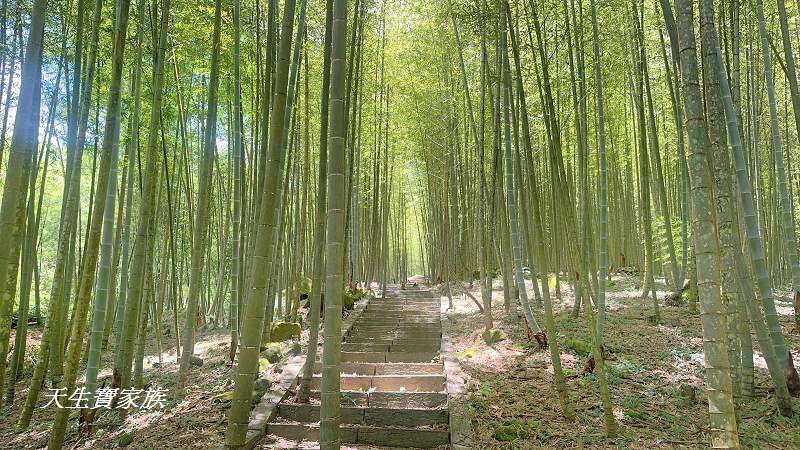 南投景點、鹿谷、溪頭景點、挑竹古道5號、鶴山步道、挑竹古道、鶴山步道登山口、和雅挑竹古道5號、溪頭步道