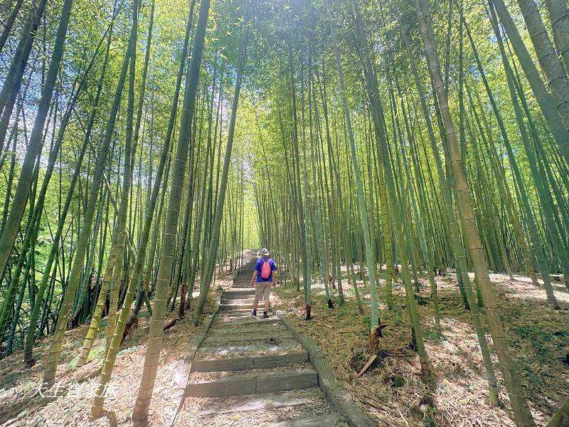 南投景點、鹿谷、溪頭景點、挑竹古道5號、鶴山步道、挑竹古道、鶴山步道登山口、和雅挑竹古道5號、溪頭步道