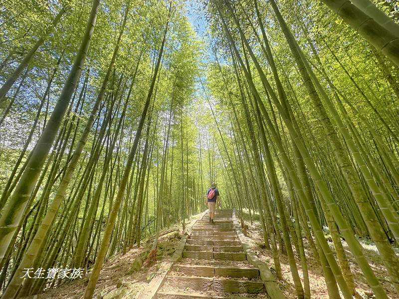 南投景點、鹿谷、溪頭景點、挑竹古道5號、鶴山步道、挑竹古道、鶴山步道登山口、和雅挑竹古道5號、溪頭步道