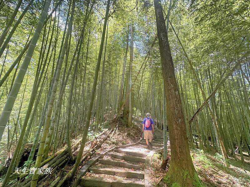 南投景點、鹿谷、溪頭景點、挑竹古道5號、鶴山步道、挑竹古道、鶴山步道登山口、和雅挑竹古道5號、溪頭步道