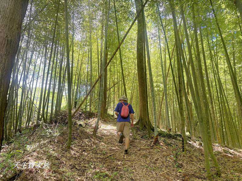 南投景點、鹿谷、溪頭景點、挑竹古道5號、鶴山步道、挑竹古道、鶴山步道登山口、和雅挑竹古道5號、溪頭步道