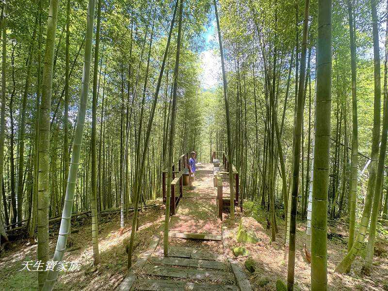 南投景點、鹿谷、溪頭景點、挑竹古道5號、鶴山步道、挑竹古道、鶴山步道登山口、和雅挑竹古道5號、溪頭步道