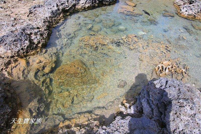 萬里桐秘境、萬里桐潮間帶、墾丁潮間帶、萬里桐潮間帶生物、萬里桐漁港、萬里桐危險、萬里桐小漁村、萬里桐美食、萬里桐潮間帶秘境