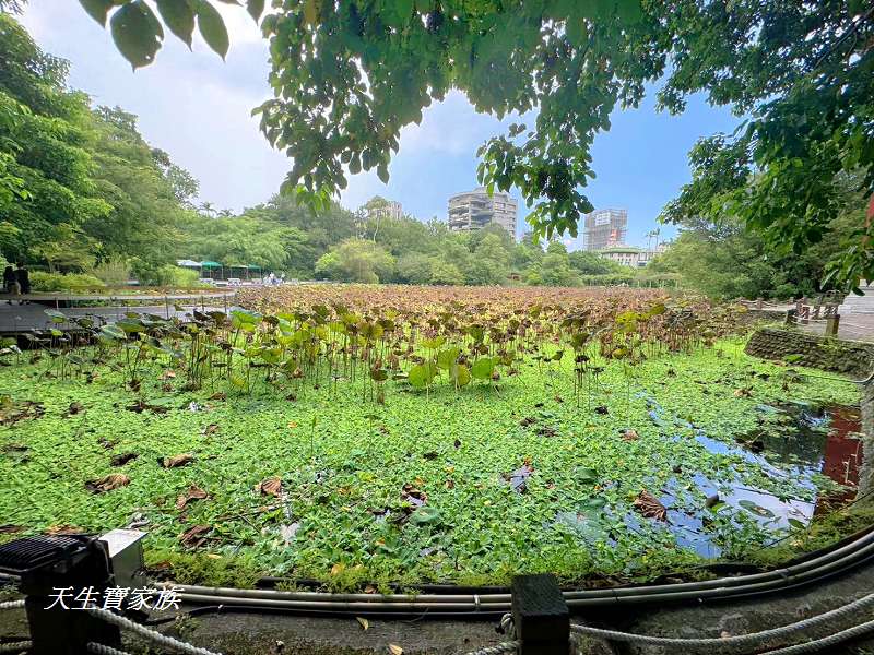 台北植物園、台北植物園一日遊、台北植物園交通、台北植物園美食、台北植物園開放時間、台北植物園附近景點、台北植物園捷運、台北植物園停車、台北植物園開花情報