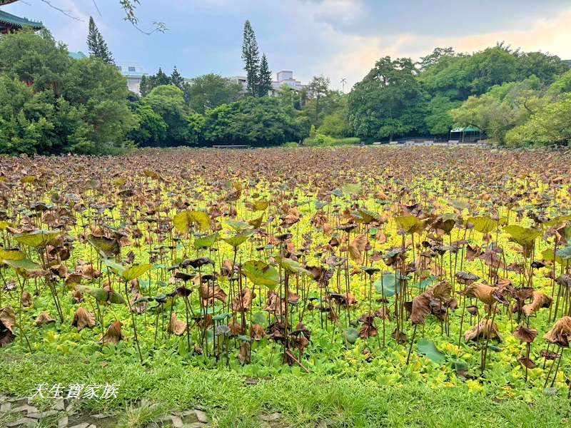 台北植物園、台北植物園一日遊、台北植物園交通、台北植物園美食、台北植物園開放時間、台北植物園附近景點、台北植物園捷運、台北植物園停車、台北植物園開花情報