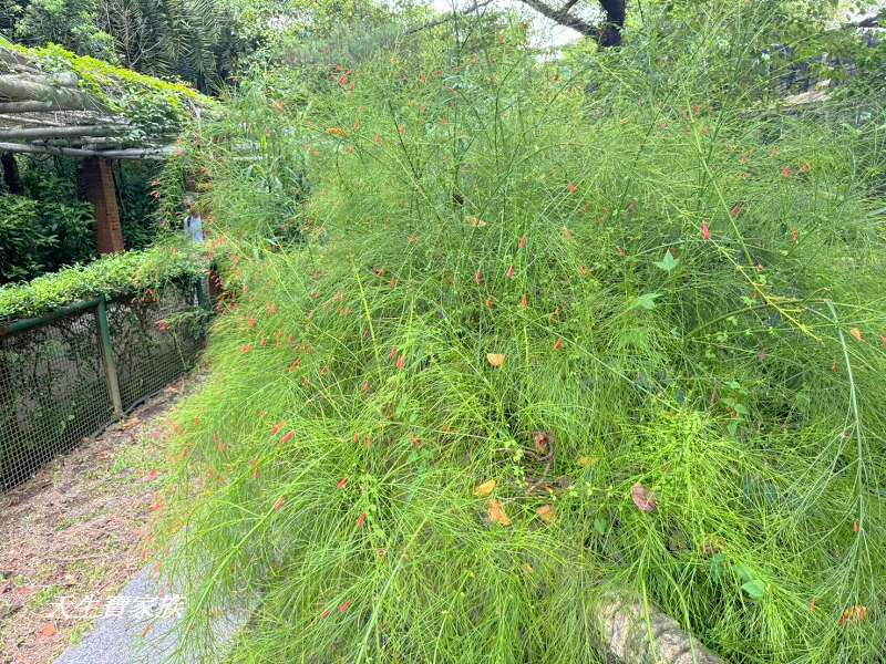 台北植物園、台北植物園一日遊、台北植物園交通、台北植物園美食、台北植物園開放時間、台北植物園附近景點、台北植物園捷運、台北植物園停車、台北植物園開花情報