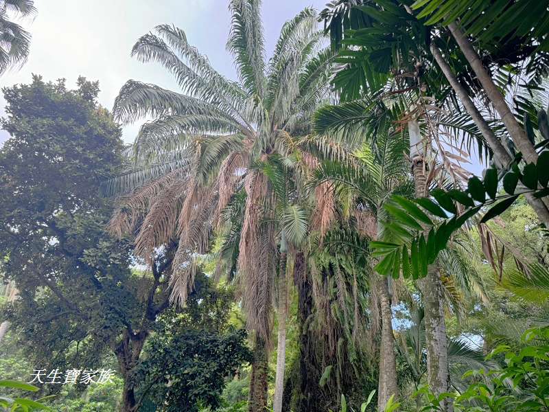 台北植物園、台北植物園一日遊、台北植物園交通、台北植物園美食、台北植物園開放時間、台北植物園附近景點、台北植物園捷運、台北植物園停車、台北植物園開花情報