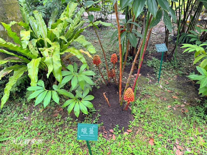 台北植物園、台北植物園一日遊、台北植物園交通、台北植物園美食、台北植物園開放時間、台北植物園附近景點、台北植物園捷運、台北植物園停車、台北植物園開花情報