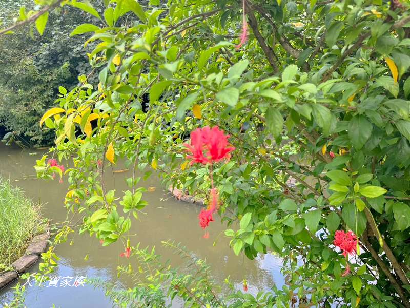 台北植物園、台北植物園一日遊、台北植物園交通、台北植物園美食、台北植物園開放時間、台北植物園附近景點、台北植物園捷運、台北植物園停車、台北植物園開花情報