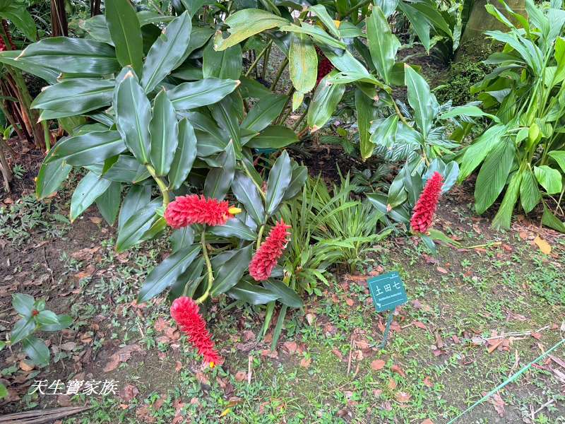 台北植物園、台北植物園一日遊、台北植物園交通、台北植物園美食、台北植物園開放時間、台北植物園附近景點、台北植物園捷運、台北植物園停車、台北植物園開花情報