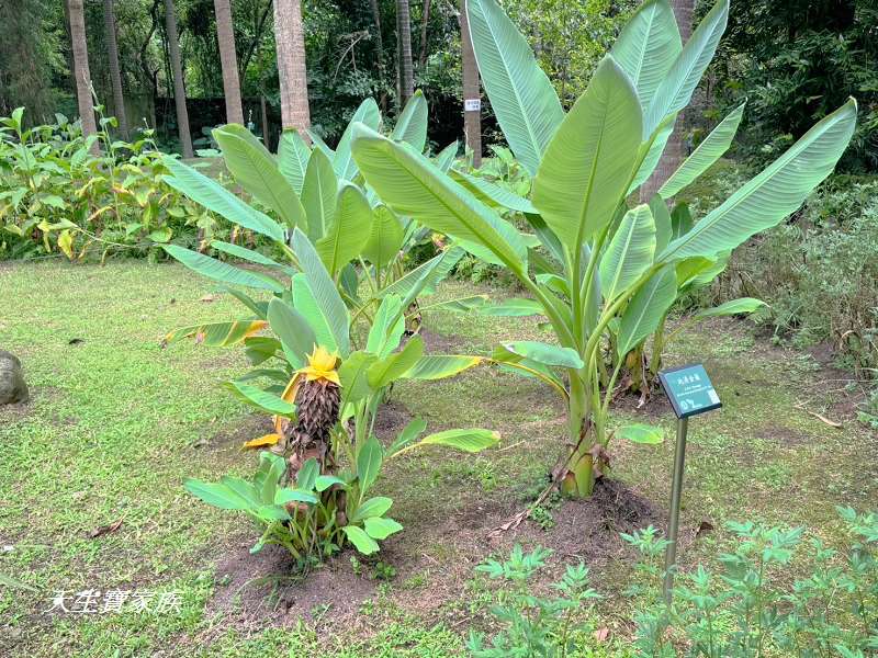 台北植物園、台北植物園一日遊、台北植物園交通、台北植物園美食、台北植物園開放時間、台北植物園附近景點、台北植物園捷運、台北植物園停車、台北植物園開花情報