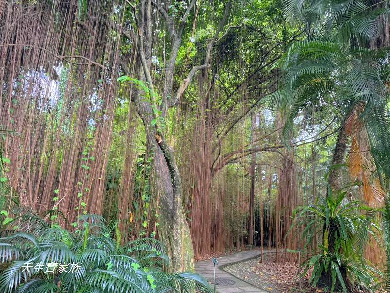 台北植物園、台北植物園一日遊、台北植物園交通、台北植物園美食、台北植物園開放時間、台北植物園附近景點、台北植物園捷運、台北植物園停車、台北植物園開花情報