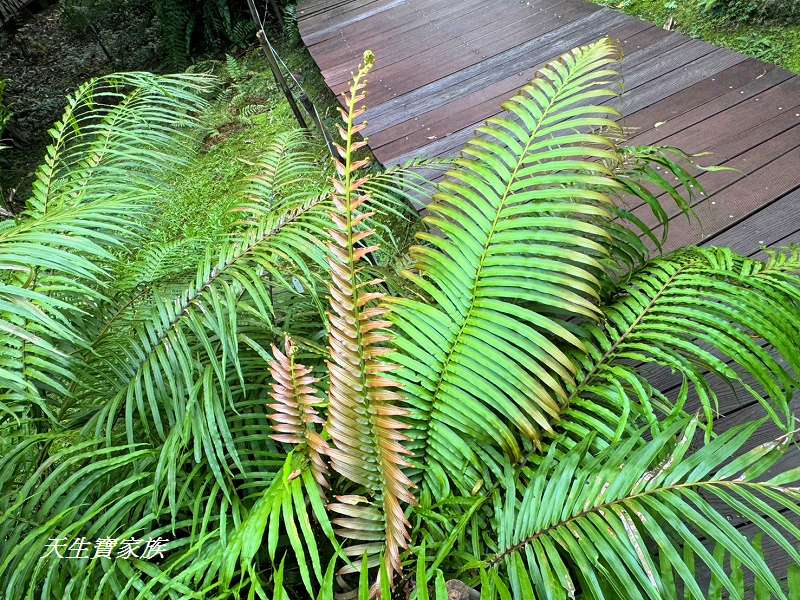 台北植物園、台北植物園一日遊、台北植物園交通、台北植物園美食、台北植物園開放時間、台北植物園附近景點、台北植物園捷運、台北植物園停車、台北植物園開花情報