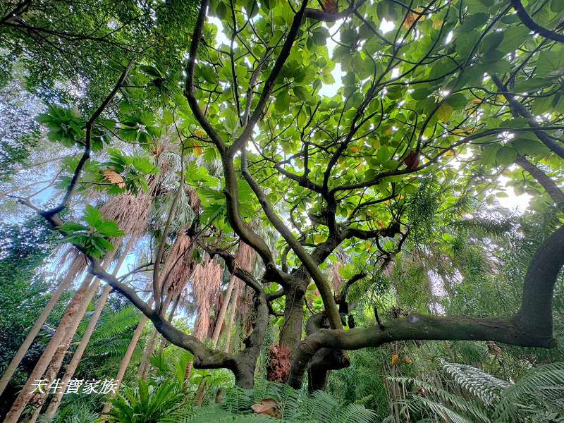 台北植物園、台北植物園一日遊、台北植物園交通、台北植物園美食、台北植物園開放時間、台北植物園附近景點、台北植物園捷運、台北植物園停車、台北植物園開花情報