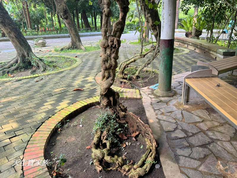 台北植物園、台北植物園一日遊、台北植物園交通、台北植物園美食、台北植物園開放時間、台北植物園附近景點、台北植物園捷運、台北植物園停車、台北植物園開花情報