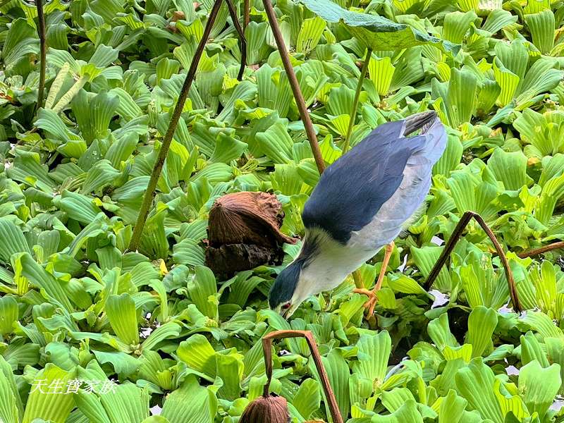 台北植物園、台北植物園一日遊、台北植物園交通、台北植物園美食、台北植物園開放時間、台北植物園附近景點、台北植物園捷運、台北植物園停車、台北植物園開花情報