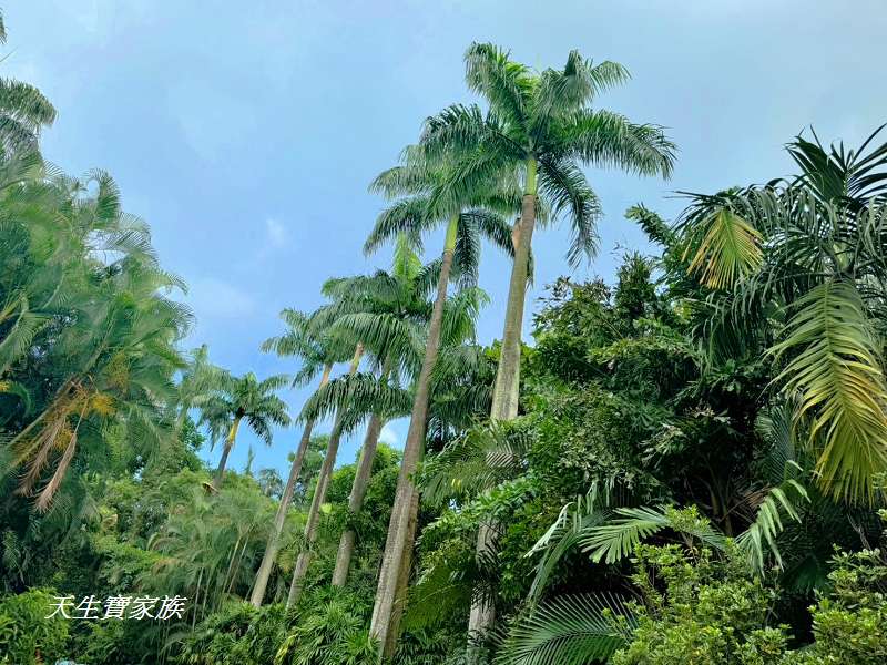 台北植物園、台北植物園一日遊、台北植物園交通、台北植物園美食、台北植物園開放時間、台北植物園附近景點、台北植物園捷運、台北植物園停車、台北植物園開花情報