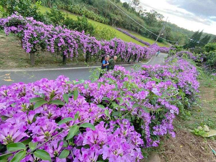 楓樹社區蒜香藤,苑裡通霄景點,苗栗景點,苗栗縣通霄鎮楓樹里2鄰27號,苗栗蒜香藤,苗栗蒜香藤花海,苗栗賞花景點,苗栗通霄住宿,苗栗通霄天氣,苗栗通霄景點,苗栗通霄楓樹社區蒜香藤,苗栗通霄海水浴場,苗栗通霄美食,苗栗通霄蒜香藤,蒜香藤,蒜香藤 台中,蒜香藤 台北,蒜香藤 品種,蒜香藤 彰化,蒜香藤 種類,蒜香藤 紫藤花,蒜香藤 葉子,蒜香藤大道,蒜香藤花道,通霄,通霄市區,通霄景點夕陽,通霄楓樹社區,通霄楓樹社區蒜香藤,通霄楓樹裡,通霄漁港,通霄蒜香藤,通霄蒜香藤地址 @天生寶家族