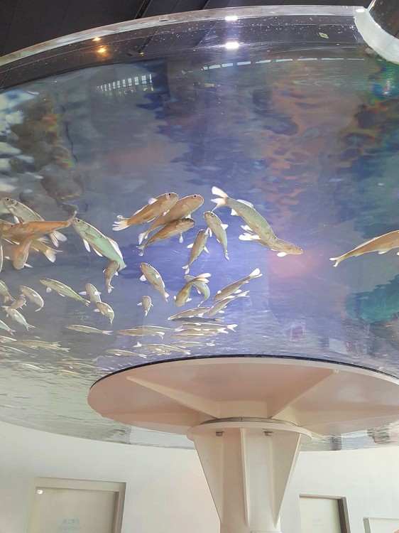 台中新景點,台中海洋生態館,台中海洋生態館門票,台中海洋生態館開幕了嗎,台中海洋館,台中海洋館 Taichung Aquarium,台中海洋館停車場,台中海洋館票價,台中海洋館評論,台中海生館,台中海生館2024,台中海生館dcard,台中海生館ptt,台中海生館地址,台中海生館官網,台中海生館徵才,台中海生館總經費,台中海生館開幕時間