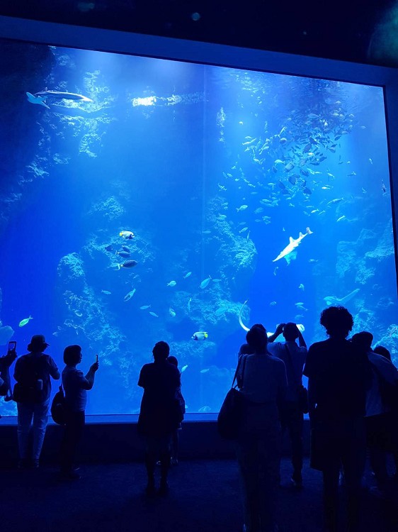 台中新景點,台中海洋生態館,台中海洋生態館門票,台中海洋生態館開幕了嗎,台中海洋館,台中海洋館 Taichung Aquarium,台中海洋館停車場,台中海洋館票價,台中海洋館評論,台中海生館,台中海生館2024,台中海生館dcard,台中海生館ptt,台中海生館地址,台中海生館官網,台中海生館徵才,台中海生館總經費,台中海生館開幕時間