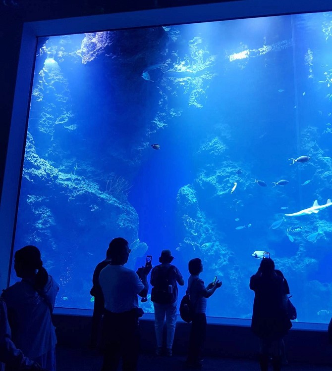 台中新景點,台中海洋生態館,台中海洋生態館門票,台中海洋生態館開幕了嗎,台中海洋館,台中海洋館 Taichung Aquarium,台中海洋館停車場,台中海洋館票價,台中海洋館評論,台中海生館,台中海生館2024,台中海生館dcard,台中海生館ptt,台中海生館地址,台中海生館官網,台中海生館徵才,台中海生館總經費,台中海生館開幕時間