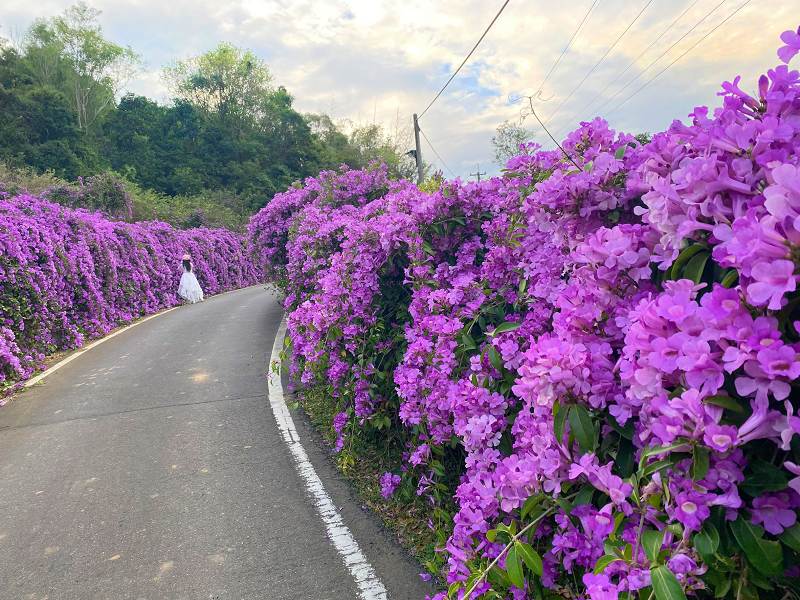 楓樹社區蒜香藤,苑裡通霄景點,苗栗景點,苗栗縣通霄鎮楓樹里2鄰27號,苗栗蒜香藤,苗栗蒜香藤花海,苗栗賞花景點,苗栗通霄住宿,苗栗通霄天氣,苗栗通霄景點,苗栗通霄楓樹社區蒜香藤,苗栗通霄海水浴場,苗栗通霄美食,苗栗通霄蒜香藤,蒜香藤,蒜香藤 台中,蒜香藤 台北,蒜香藤 品種,蒜香藤 彰化,蒜香藤 種類,蒜香藤 紫藤花,蒜香藤 葉子,蒜香藤大道,蒜香藤花道,通霄,通霄市區,通霄景點夕陽,通霄楓樹社區,通霄楓樹社區蒜香藤,通霄楓樹裡,通霄漁港,通霄蒜香藤,通霄蒜香藤地址