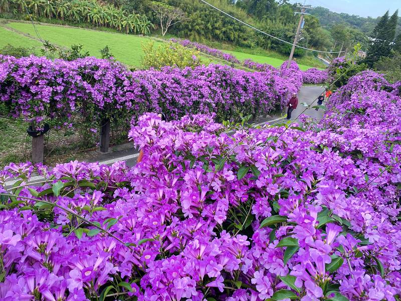 網站近期文章：苗栗通霄》楓樹社區蒜香藤大道上百公尺花海紫爆了