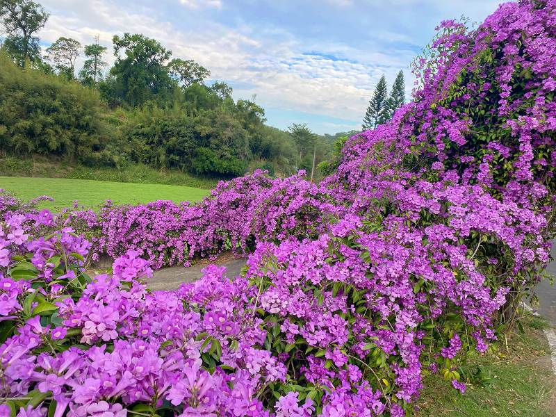 楓樹社區蒜香藤,苑裡通霄景點,苗栗景點,苗栗縣通霄鎮楓樹里2鄰27號,苗栗蒜香藤,苗栗蒜香藤花海,苗栗賞花景點,苗栗通霄住宿,苗栗通霄天氣,苗栗通霄景點,苗栗通霄楓樹社區蒜香藤,苗栗通霄海水浴場,苗栗通霄美食,苗栗通霄蒜香藤,蒜香藤,蒜香藤 台中,蒜香藤 台北,蒜香藤 品種,蒜香藤 彰化,蒜香藤 種類,蒜香藤 紫藤花,蒜香藤 葉子,蒜香藤大道,蒜香藤花道,通霄,通霄市區,通霄景點夕陽,通霄楓樹社區,通霄楓樹社區蒜香藤,通霄楓樹裡,通霄漁港,通霄蒜香藤,通霄蒜香藤地址