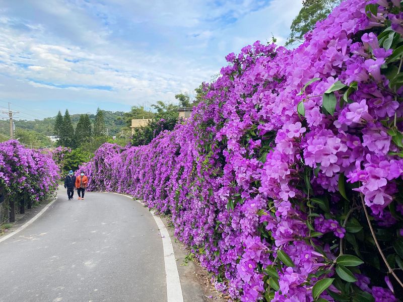 楓樹社區蒜香藤,苑裡通霄景點,苗栗景點,苗栗縣通霄鎮楓樹里2鄰27號,苗栗蒜香藤,苗栗蒜香藤花海,苗栗賞花景點,苗栗通霄住宿,苗栗通霄天氣,苗栗通霄景點,苗栗通霄楓樹社區蒜香藤,苗栗通霄海水浴場,苗栗通霄美食,苗栗通霄蒜香藤,蒜香藤,蒜香藤 台中,蒜香藤 台北,蒜香藤 品種,蒜香藤 彰化,蒜香藤 種類,蒜香藤 紫藤花,蒜香藤 葉子,蒜香藤大道,蒜香藤花道,通霄,通霄市區,通霄景點夕陽,通霄楓樹社區,通霄楓樹社區蒜香藤,通霄楓樹裡,通霄漁港,通霄蒜香藤,通霄蒜香藤地址