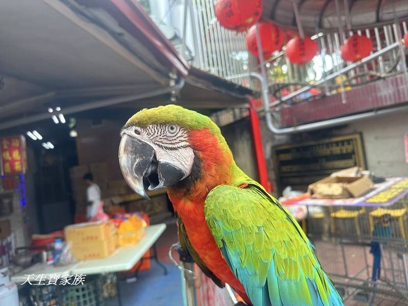 南投景點、中寮景點、泡麵土地公、石龍宮、中寮石龍宮、泡麵土地公怎麼去、泡麵土地公一日遊、泡麵土地公廟地址、石龍宮怎麼去、中寮石龍宮附近美食