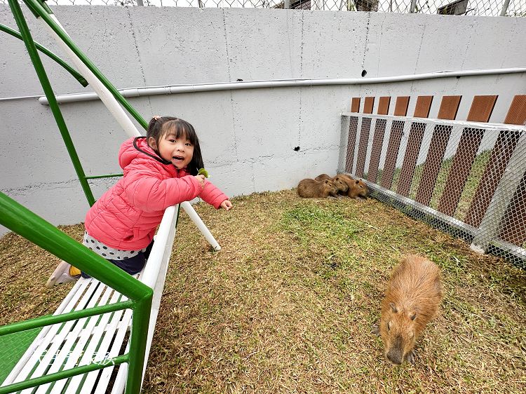 南投親子景點、水与松萌萌園、水与松萌萌園門票、水与松萌萌園門票資訊、水与松萌萌園交通