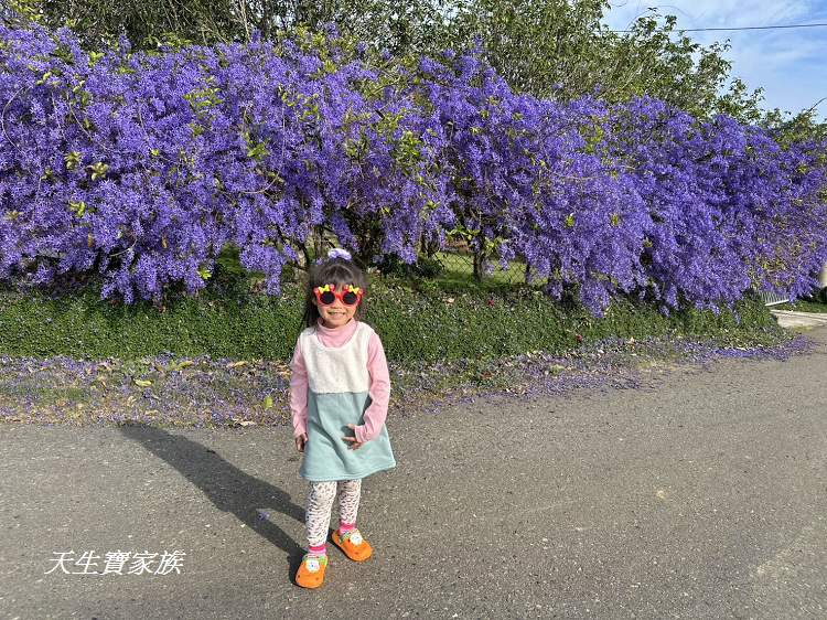 臻馨園錫葉藤花牆、臻馨園、冠遠加油站錫葉藤花牆、名間錫葉藤、臻馨園錫葉藤、臻馨園-園藝真柏銀柏黑松羅漢松桂花火龍果酪梨、錫葉騰或馬纓丹