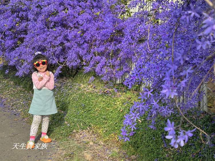 臻馨園錫葉藤花牆、臻馨園、冠遠加油站錫葉藤花牆、名間錫葉藤、臻馨園錫葉藤、臻馨園-園藝真柏銀柏黑松羅漢松桂花火龍果酪梨、錫葉騰或馬纓丹