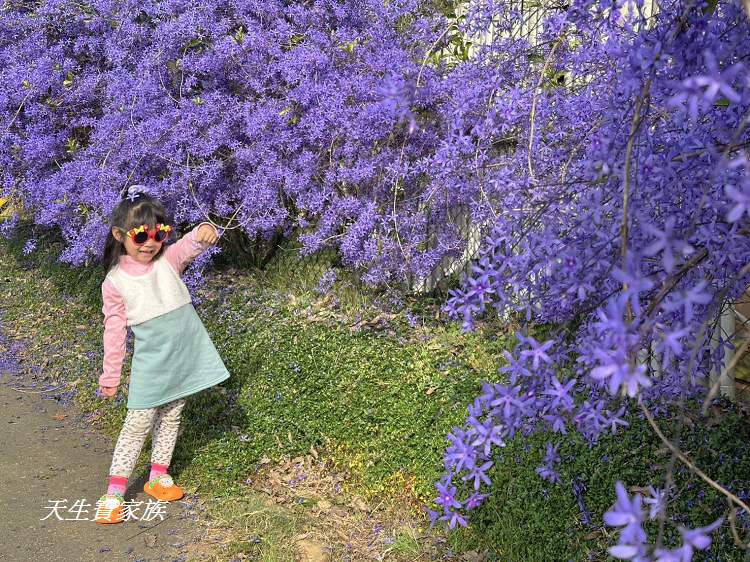 臻馨園錫葉藤花牆、臻馨園、冠遠加油站錫葉藤花牆、名間錫葉藤、臻馨園錫葉藤、臻馨園-園藝真柏銀柏黑松羅漢松桂花火龍果酪梨、錫葉騰或馬纓丹