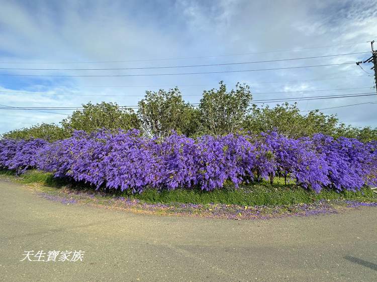 臻馨園錫葉藤花牆、臻馨園、冠遠加油站錫葉藤花牆、名間錫葉藤、臻馨園錫葉藤、臻馨園-園藝真柏銀柏黑松羅漢松桂花火龍果酪梨、錫葉騰或馬纓丹